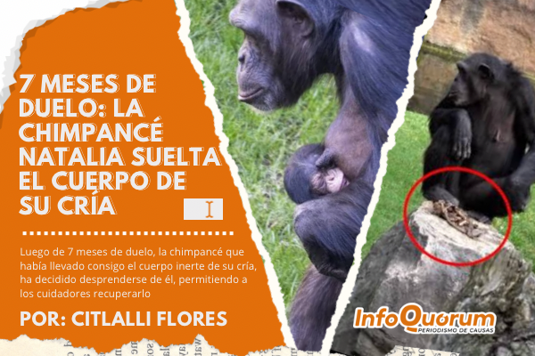 7 meses de duelo: la chimpancé Natalia suelta el cuerpo de su cría