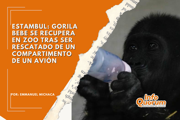 Estambul: Gorila Bebe se recupera en zoo tras ser rescatado de un compartimento de un avión.