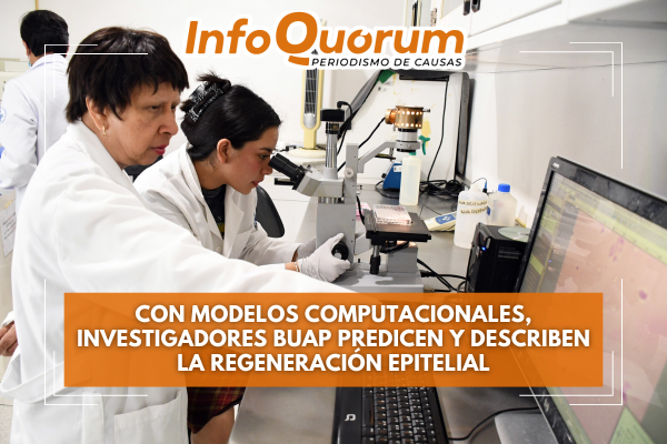 Con modelos computacionales, investigadores BUAP predicen y describen la regeneración epitelial