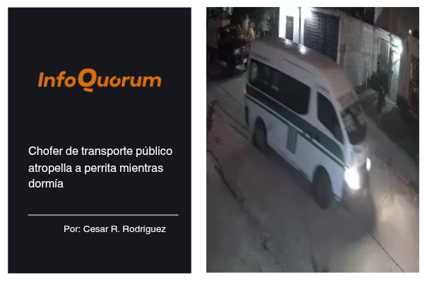 Chofer de transporte público atropella a perrita mientras dormía