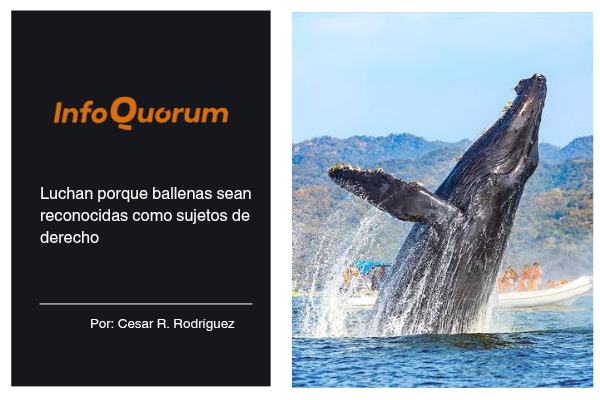 Luchan porque ballenas sean reconocidas como sujetos de derecho
