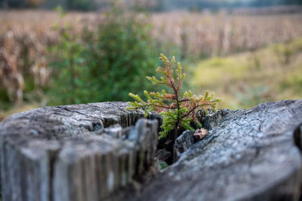 La humedad del tronco talado permite que surja nueva vida. (Ocotenco-Kuautlali)